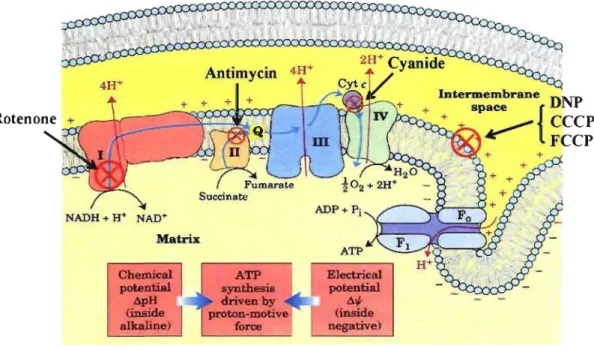 Figure  5:  Mitochondrial  respiratory  chain  and  its  inhibition  points.  Rotenone, 