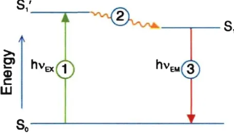 Figure  6:  General  scheme  of the  fluorescence  process.  Fluorophore  absorbs  a  photon,  which go es  into  an  excited  state (SI) from  a ground  state (Sa) (process  1)