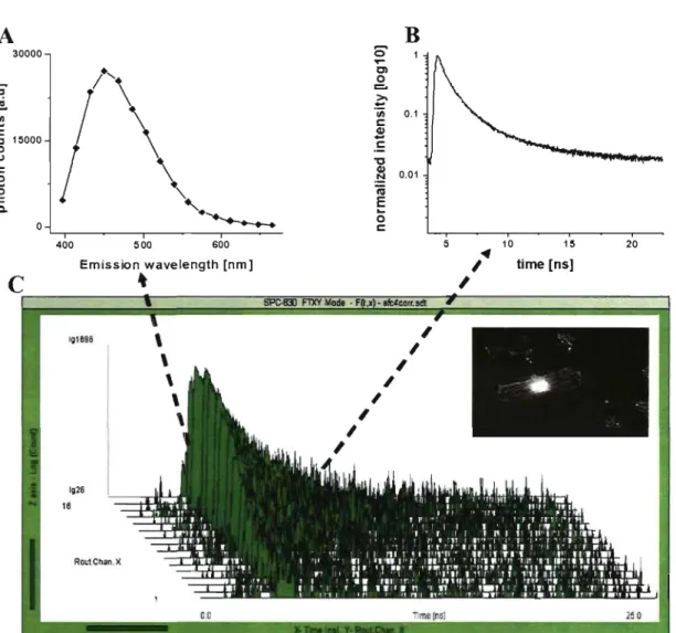 Figure  Il:  Original  recording  of  AF  decay.  A:  Background-corrected  fluorescence  spectrum,  B:  fluorescence  decay,  C:  original  recording  of spectrally-resolved  decay  of AF  gathered  at  16  channels