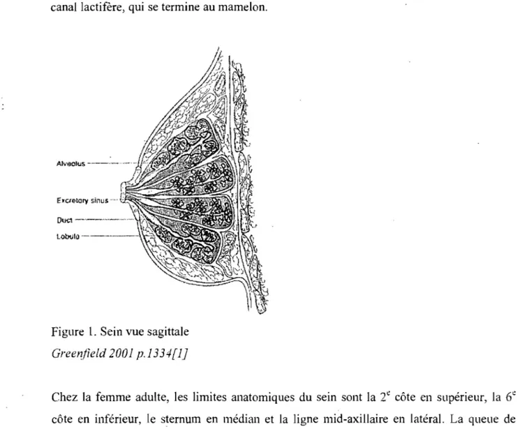 Figure  1.  Sein vue sagittale  Green/ield 2001 p.1334[l] 