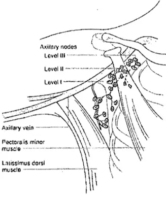 Figure 3.  Aisselle 