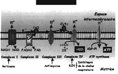 Figure 1:  La chaîne respiratoire et ses inhibiteurs. 