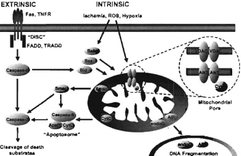 Figure 5:  Représentation schématique des voies de mort cellulaire intrinsèque et  extrinsèque  qui  régulent  l'apoptose  chez  le  mammifère  (Baines  et  Molkentin  2005)