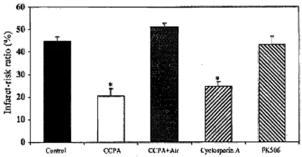 Figure  9:  Effet  de  la  CsA  sur  la  taille  de  la  zone  nécrotique  induite  par  l'ischémie-réperfusion
