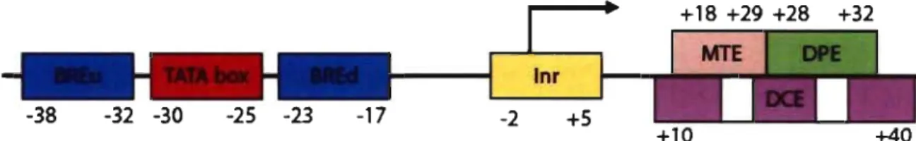 Figure  1 :  Promoteur  basal  d'un  gène  de  classe  II.  Il  faut  noter  que  les  éléments 