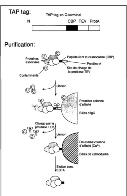 Figure  4 :  Schéma  de  la  structure  de  l'étiquette  T AP  et  de  la  méthode  de  purification  T AP