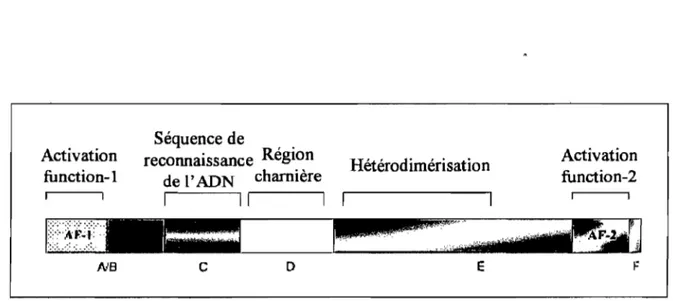 Figure  1.7:  Représentation  shématique  de  la  structure  des  pp ARs.  Adapté  de 