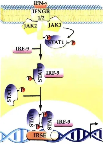 Figure  1 . 1:  The  classical  JAK-STA T  pathway  following  IFN-y  stimulation  of 