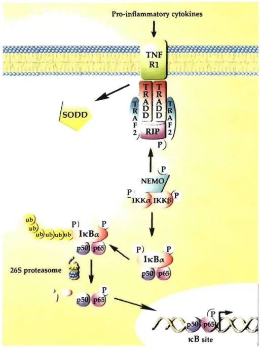 Figure  1.2:  The c1assical  NF-KR  signaling pathway during inflammatory response.  Pro- Pro-inflammatory  cytokines  su ch  as  IFN-y  and  TNF-a  activate  tumour  necrosis  factor  receptor  1 (TNFR 1)  which  triggers  silencer  of death  domain  (SOD