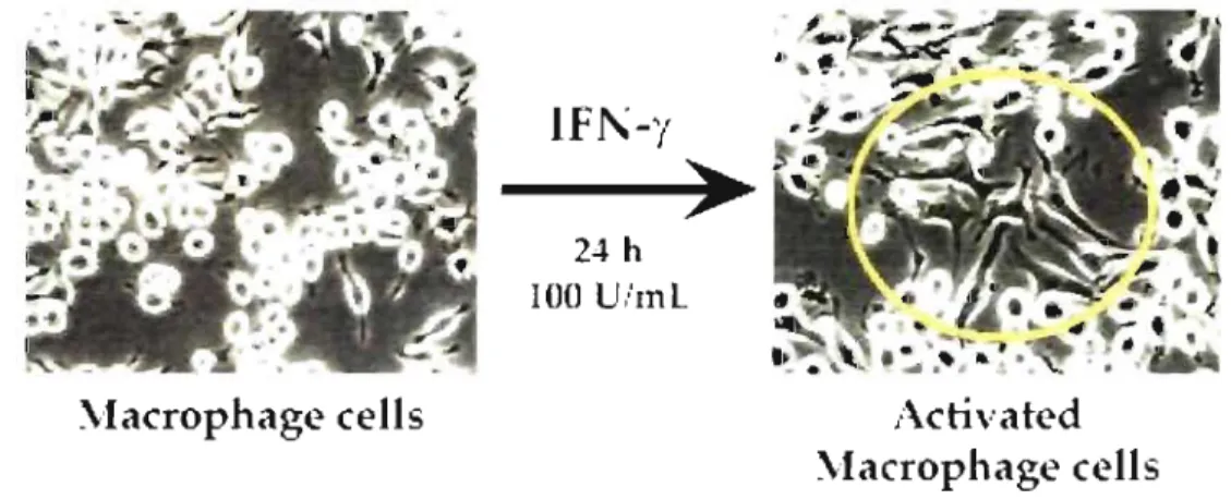 Figure  1.4:  Microscopie  examination  of  J774  macrophage  cells  highlighting  morphological changes taking place upon  IFN-y  stimulation