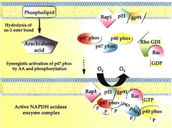 Figure  1.5:  Upon  IFN-y  administration, induction  of cytosolic  factors  (p47 pho X,  p40 PhOl  and  p67 PhOl )  recruitment  to  the  membrane  to  form  the  NADPH  oxidase 