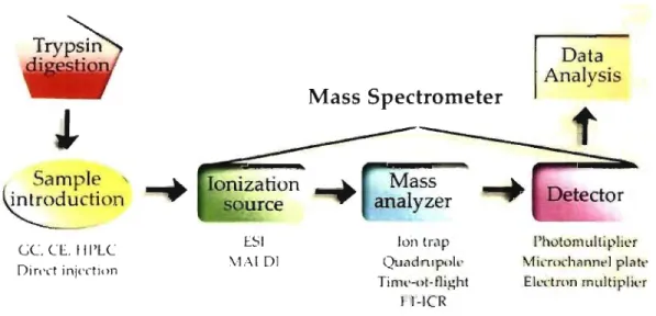 Figure  1.8:  General mass spectrometry-based proteomics. 