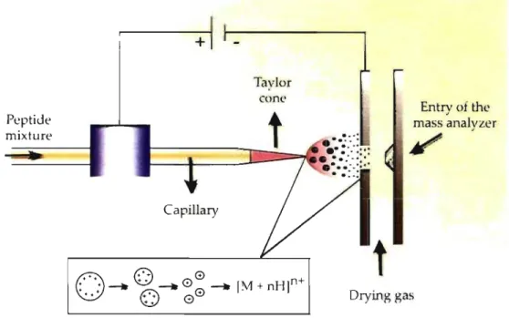 Figure  1.9:  Electrospray ionization chamber.  Taylor cone  t  Entry  of  the  mass analyzer / Drying gas 