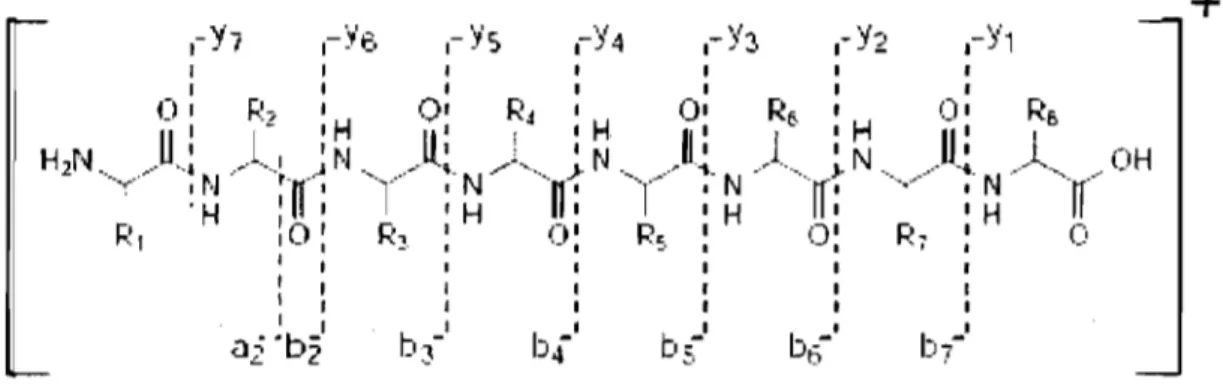 Figure  1.12:  Peptide  fragmentation  in  low  collisional  energy  illustrating  b  and  y  ions 