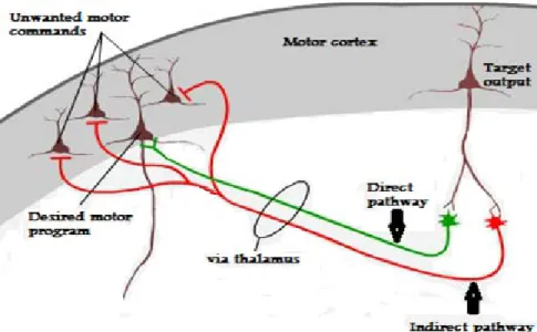 Figure 1: Direct and indirect pathways of movement 