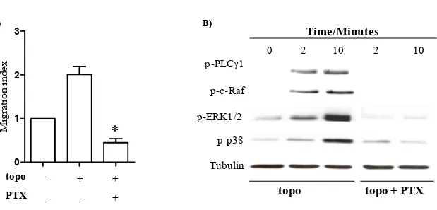 Figure 3. Topo-mediated effects on fibroblasts involve a Gα i protein-coupled receptor