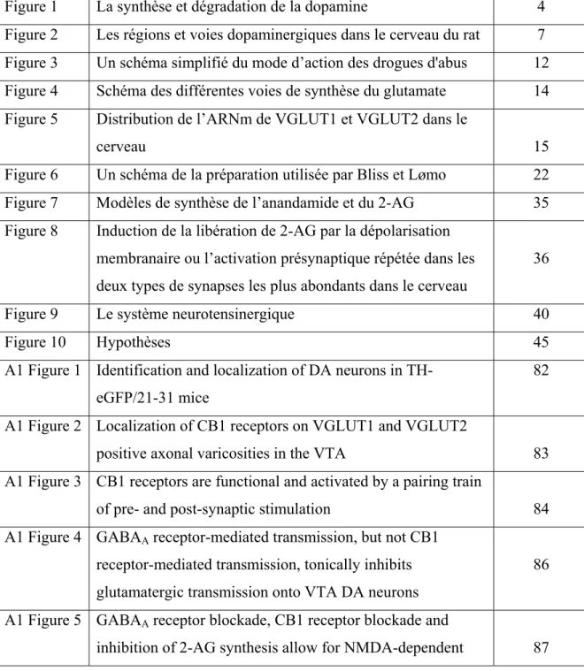 Figure 6  Un schéma de la préparation utilisée par Bliss et Lømo  22  Figure 7  Modèles de synthèse de l’anandamide et du 2-AG  35  Figure 8  Induction de la libération de 2-AG par la dépolarisation 