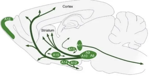 Figure 2. Les régions et voies dopaminergiques dans le cerveau du rat  Image adaptée de Björklund &amp; Dunnett (2007) 