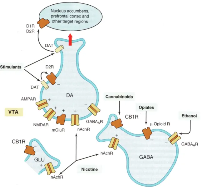 Figure 3. Un schéma simplifié du mode d’action des drogues d'abus. Toutes les grandes  classes de drogues augmentent la libération de la dopamine dans le noyau accumbens 