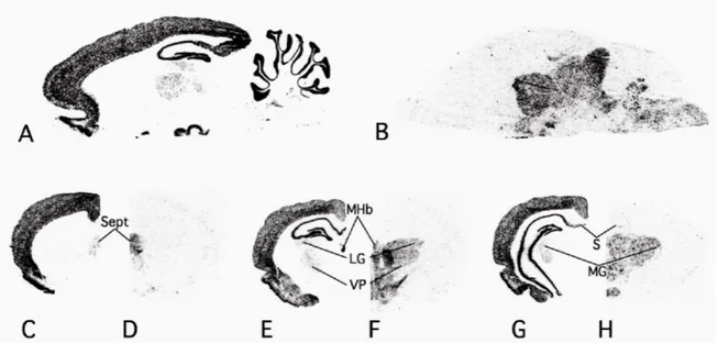 Figure 5. Distribution de l’ARNm de VGLUT1 et VGLUT2 dans le cerveau. VGLUT1 est  surtout exprimé par les neurones corticaux (A,C,E,G), tandis que VGLUT2 est surtout  exprimé dans les régions sous-corticales (B, D, F, H)