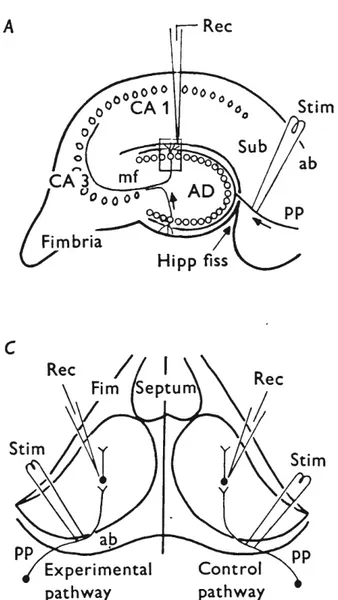 Figure 6. Un schéma de la préparation utilisée par Bliss et Lømo, montrant les voies  stimulées, dont une est conditionnée avec la stimulation à haute fréquence (experimental 