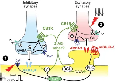 Figure 8: Induction de la libération de 2-AG par la dépolarisation membranaire ou  l’activation présynaptique répétée aux deux types de synapses les plus abondantes dans le 