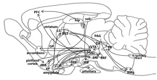 Figure 9: Le système neurotensinergique. Figure tirée de (St-Gelais et al, 2006). 