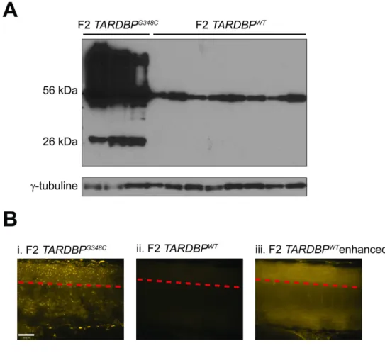 Figure  6.  Expression du transgène pour les générations F2 TARDBP WT   et 
