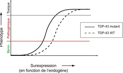 Figure  10. Représentation schématique du phénotype obtenu en fonction de la  surexpression des protéines TDP-43 mutantes et de type sauvage