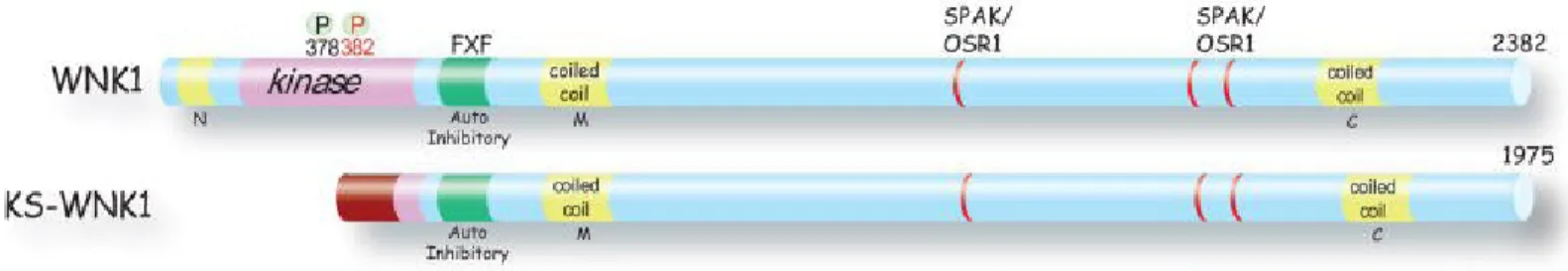 Figure 1: Structure de la kinase WNK1  Les structure des kinases WNK1 et KS- KS-WNK1  (kidney  specific  KS-WNK1)  sont  montrées  avec  leurs  tailles  respectives