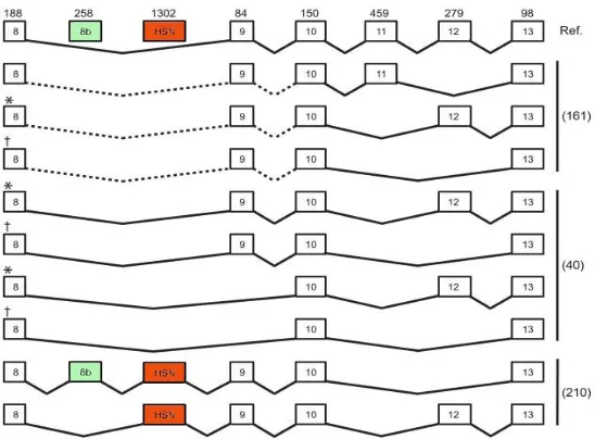 Figure 2 : Épissage alternatif de la kinase WNK1.  WNK1 présente une grande  variabilité  d’épissage  entre  les  exons  8  et  13