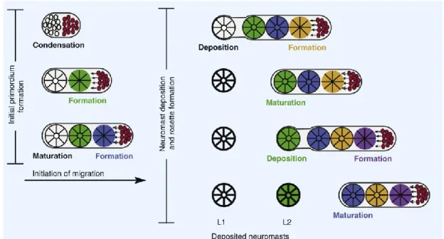 Figure 6: Modèle de segmentation du primordium de la LLP.  Suite à sa  formation en trois rosettes, le primordium quitte la placode céphalique et migre le long du  tronc