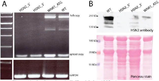 Figure  10:  Confirmation  de  l’efficacité  des  AMO.  A -  L’effet  des  AMO  HSN2_5’  et  HSN2_3’  sur  l’épissage  est  observable  en  RT-PCR  par  usage  d’amorces  flanquant le gène à sauter, ici HSN2 situant dans l’exon 8 et 9