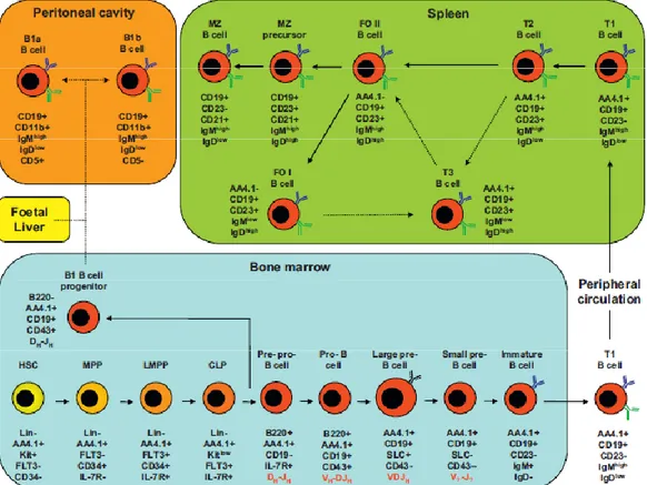 Figure 1.1. Murine B cell development. 