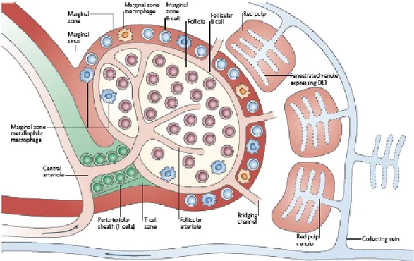 Figure 1.2. A schematic view of the anatomy of the spleen. 