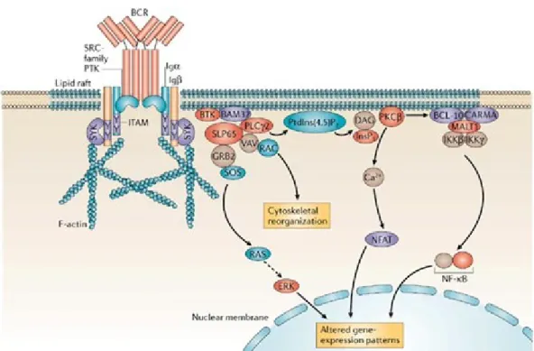 Figure 1.4. BCR downstream transduction pathways. 