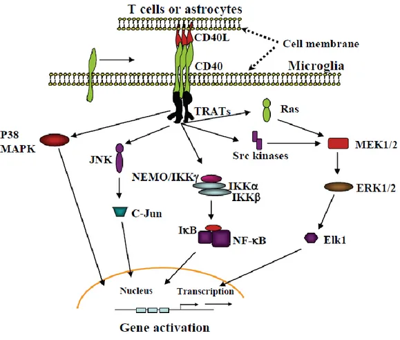 Figure 1.6. CD40 downstream transduction pathways.  Figure taken from Chen et al. 2006