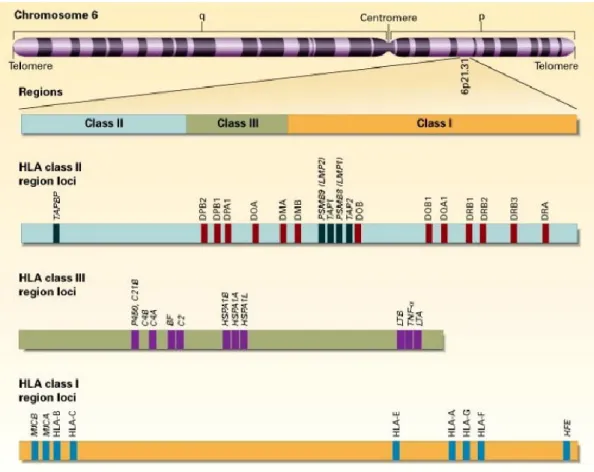 Figure 1.8. The human HLA complex genes. 