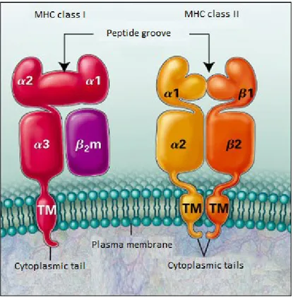 Figure 1.9.  MHC-I and MHC-II structure.  Figure was taken from Klein et al., 2000. 