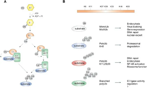 Figure 1.10.The ubiquitination process 