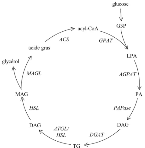Figure 7. Le cycle des TG/acides gras 