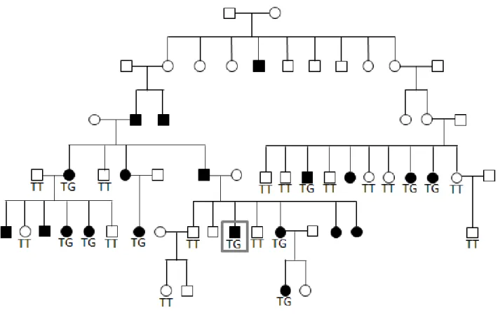 Figure 2 : Pédigrée de la famille 71. Les individus en noir sont cliniquement atteints