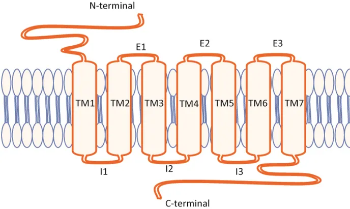 Figure 1 : Représentation schématique d’un RCPG avec sa queue N-terminale, ses 7  passages transmembranaires (TM1-7), ses 3 boucles extracellulaires (E1-3), ses 3 boucles  intracellulaires (I1-3) et sa queue C-terminale