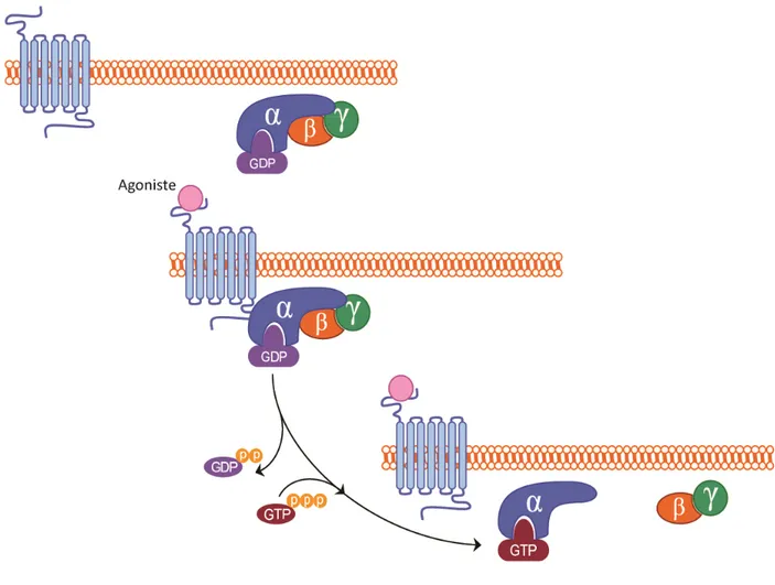 Figure 6 : Activation de la protéine G par un RCPG 