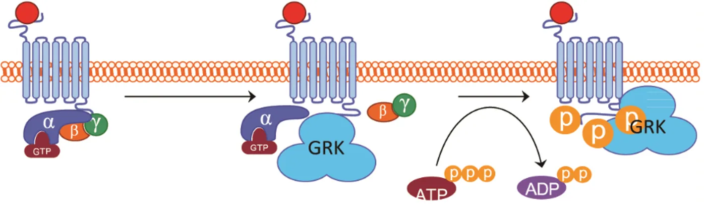 Figure 10 : Désensibilisation homologue des RCPG 