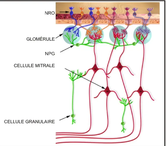 Figure 2: Schéma de l’organisation cellulaire de l’épithélium olfactif et du bulbe  olfactif