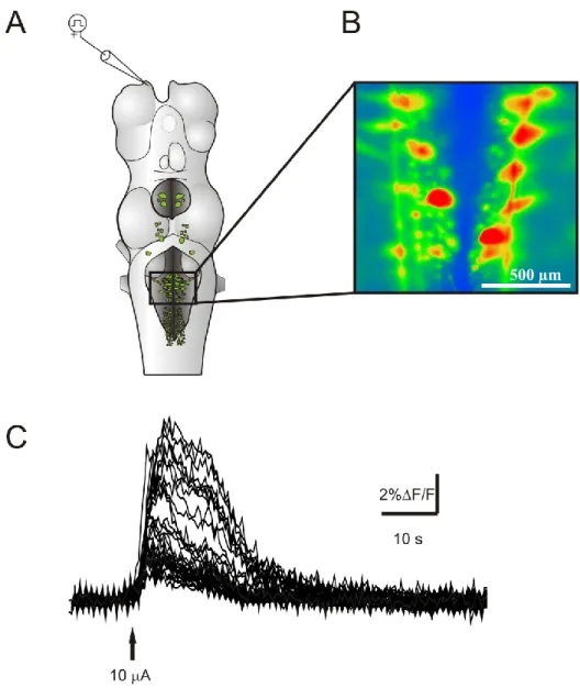 Figure 3: Réponse calcique bilatérale des cellules réticulospinales du MRRN à la  stimulation unilatérale du nerf olfactif