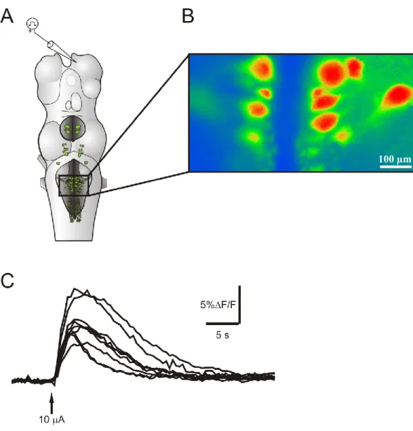 Figure 4: Réponse calcique bilatérale des cellules réticulospinales du MRRN à la  stimulation unilatérale du bulbe olfactif