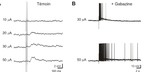 Figure  9 :  Amplification  de  la  réponses  des  cellules  RS  du  MRRN  par  la  gabazine