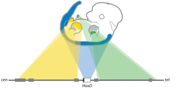 Figure 1.6 The global regulatory organization of the murine HoxD locus.  Regulatory elements responsible for setting up spatial collinearity in the primary  body axis are mostly located within the gene cluster itself (blue)